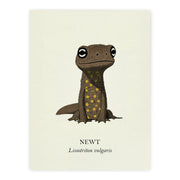 Natural History - Common Newt