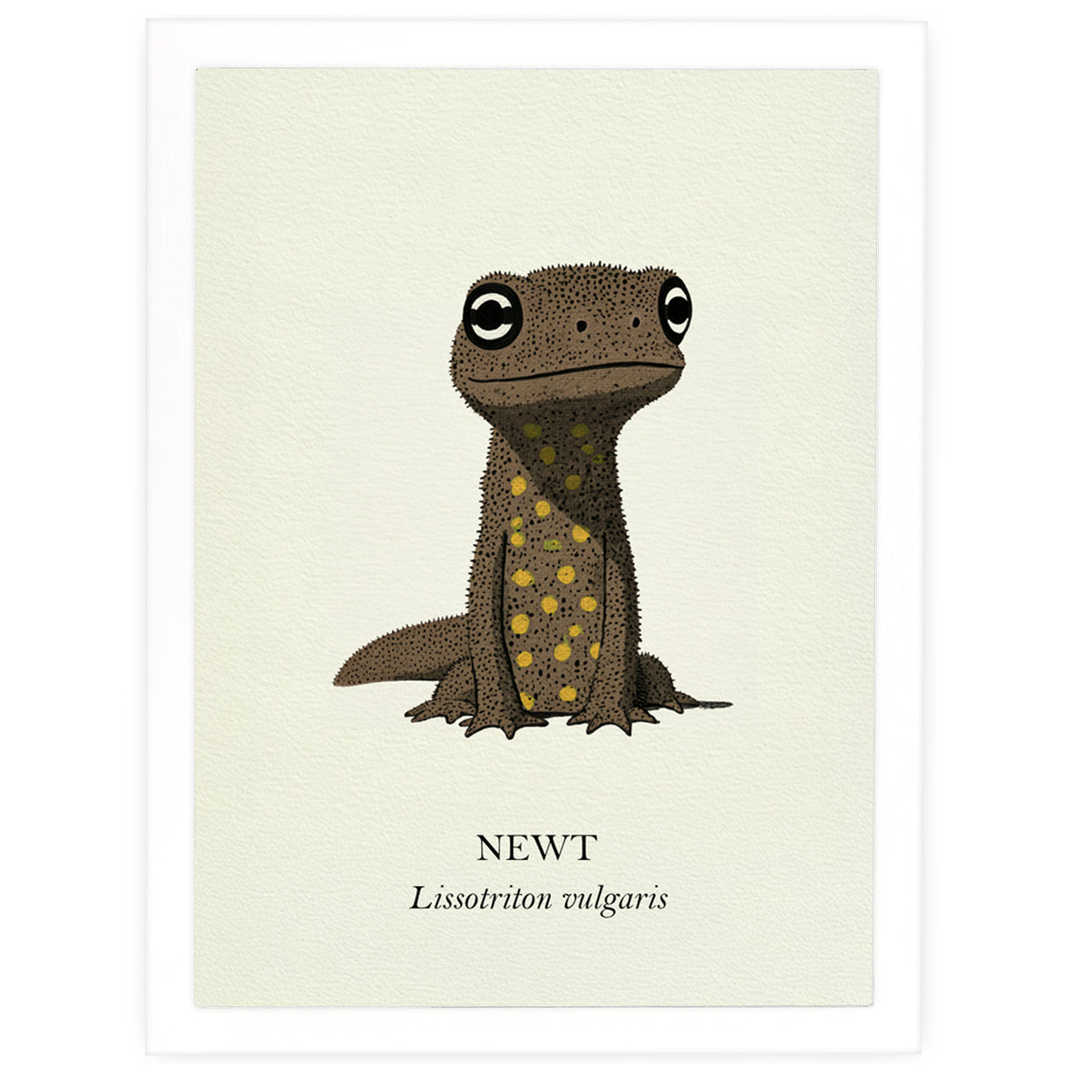Natural History - Common Newt