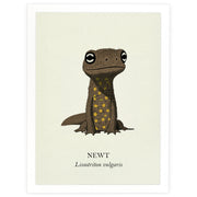 Natural History - Common Newt