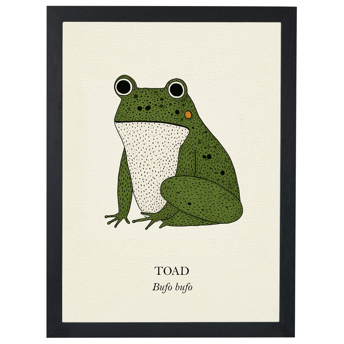 Green Toad natural history print, green toad on cream, in a black frame