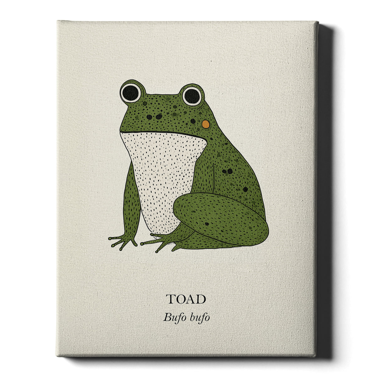 Green Toad natural history print, green toad on cream, on wrapped canvas