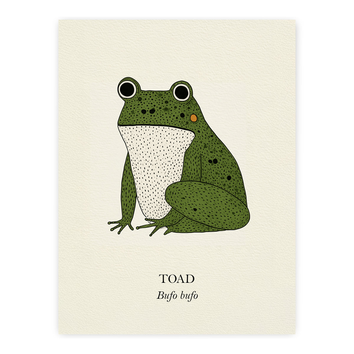 Green Toad natural history print, green toad on cream, unframed print