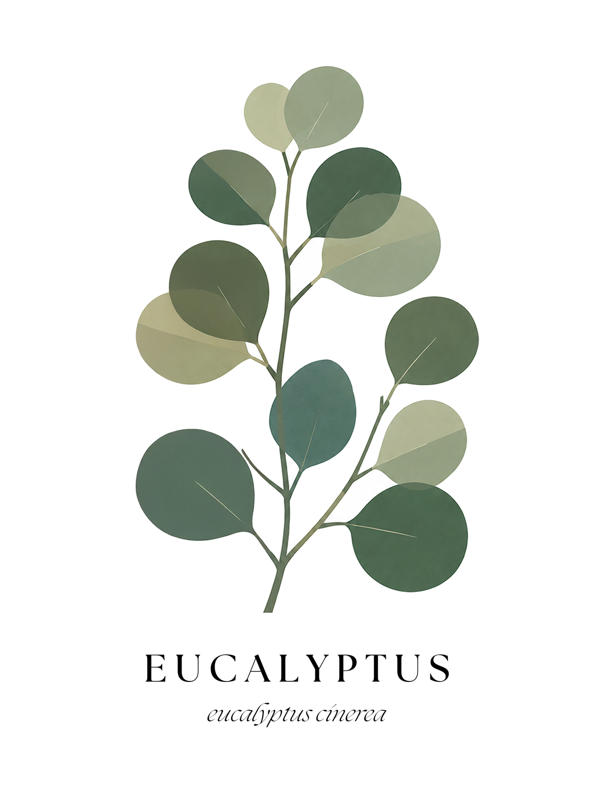 Botanical Studies – Eucalyptus