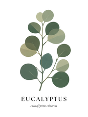 Botanical Studies – Eucalyptus