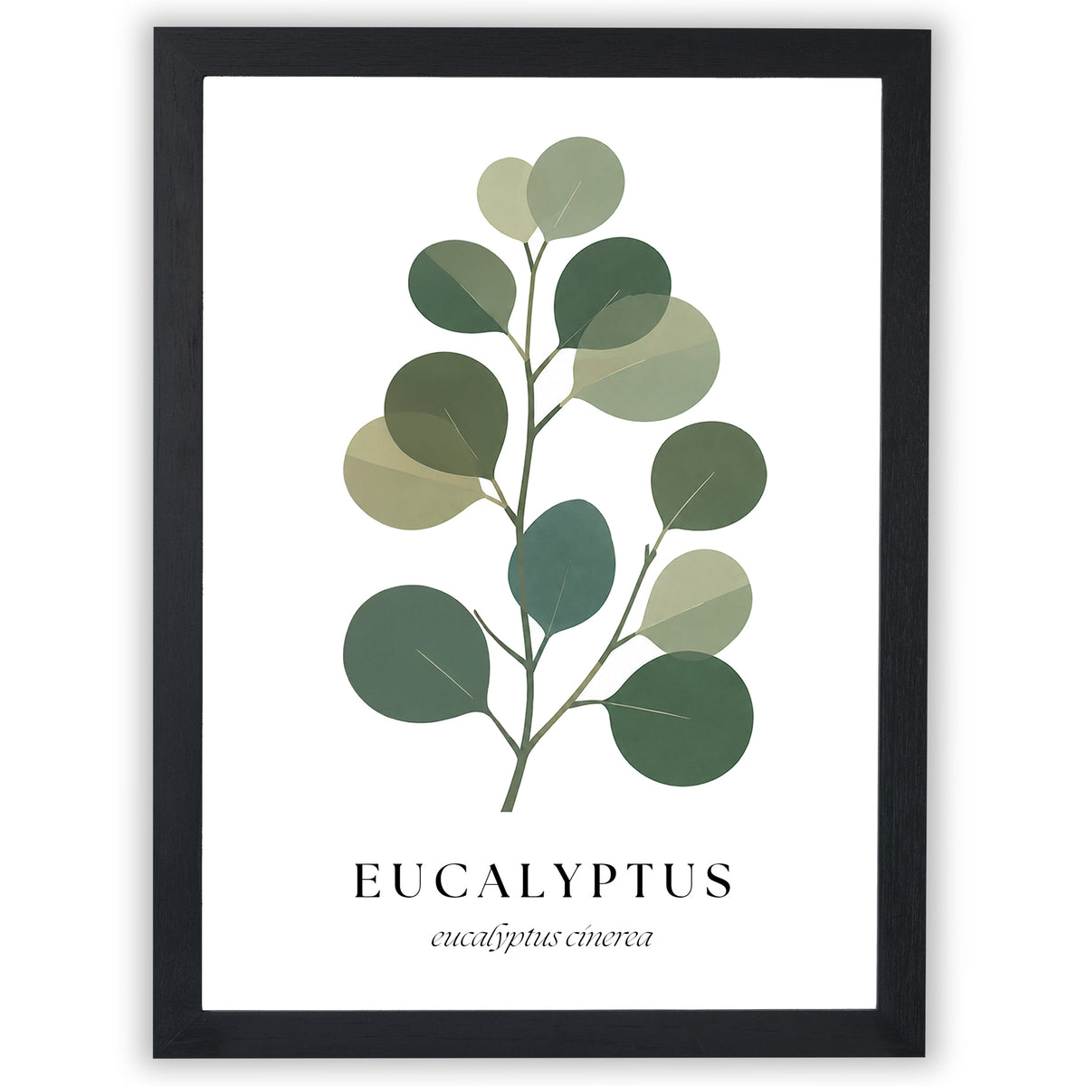 Botanical Studies – Eucalyptus