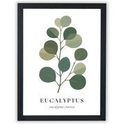 Botanical Studies – Eucalyptus