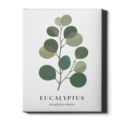 Botanical Studies – Eucalyptus