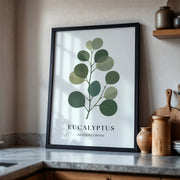 Botanical Studies – Eucalyptus