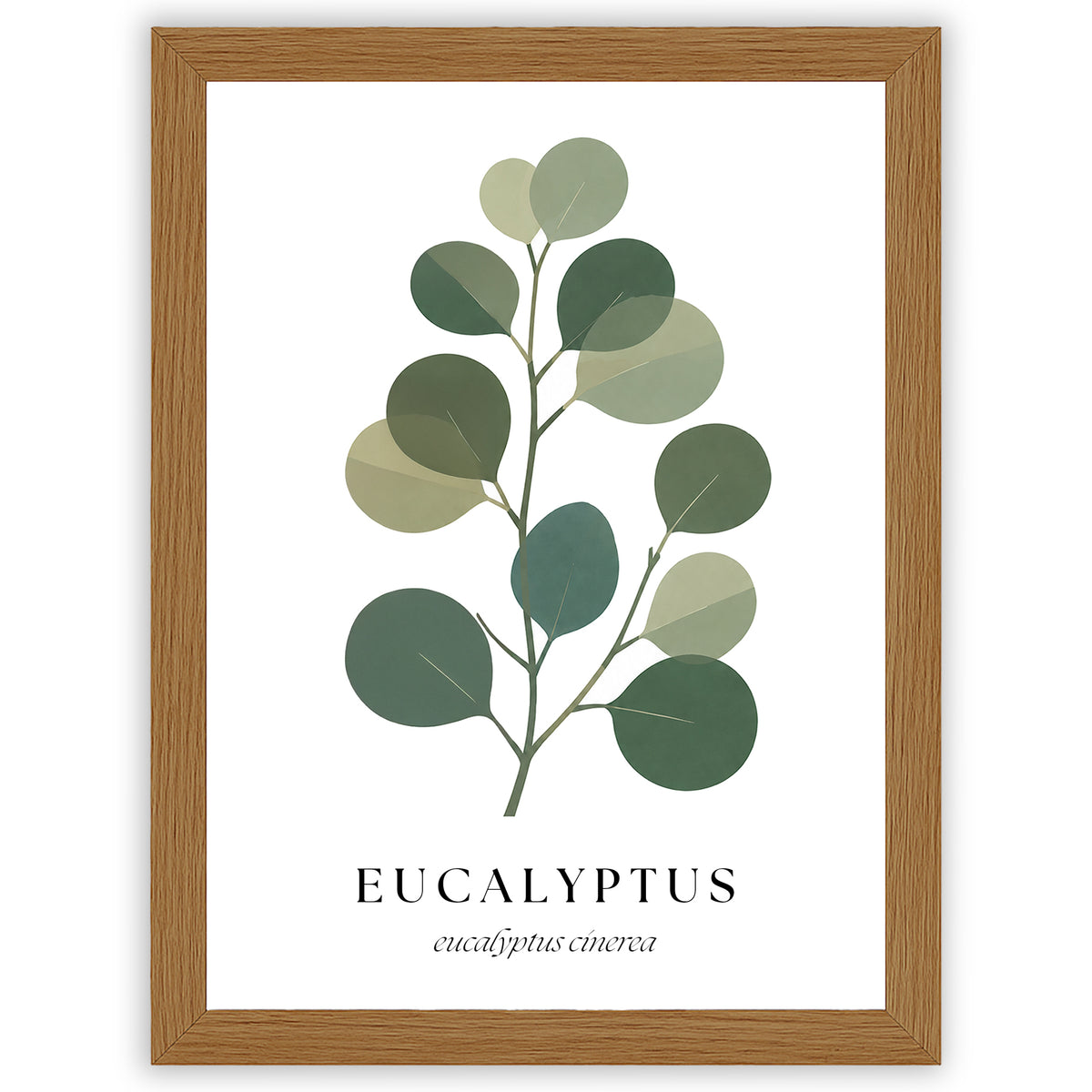 Botanical Studies – Eucalyptus