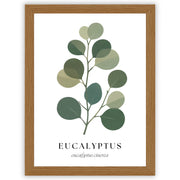 Botanical Studies – Eucalyptus