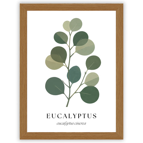 Botanical Studies – Eucalyptus