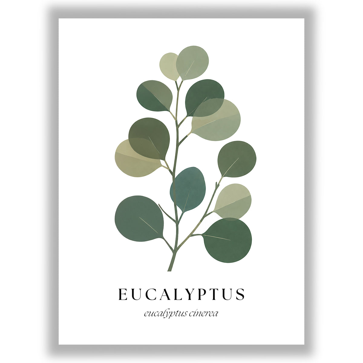 Botanical Studies – Eucalyptus