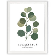 Botanical Studies – Eucalyptus