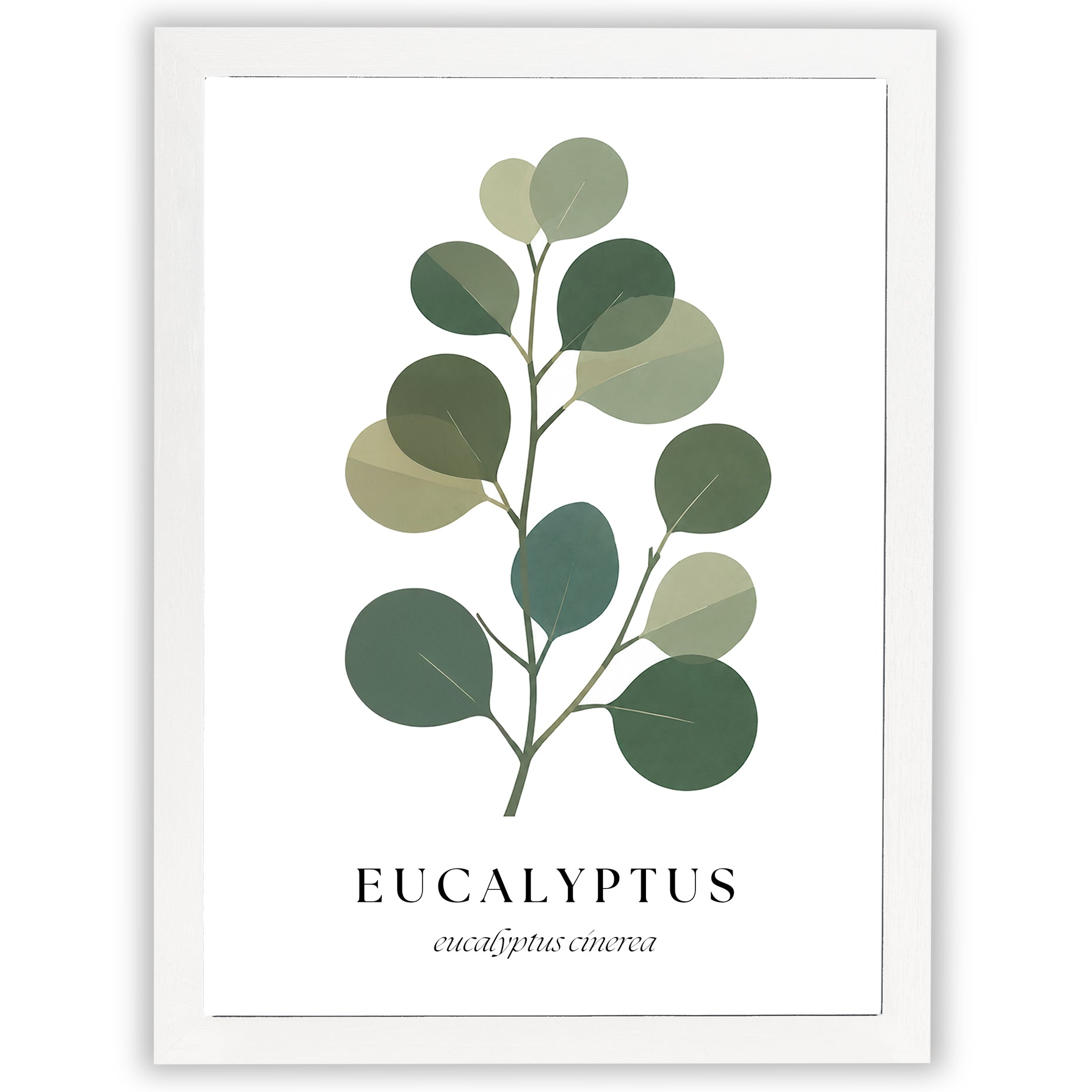 Botanical Studies – Eucalyptus