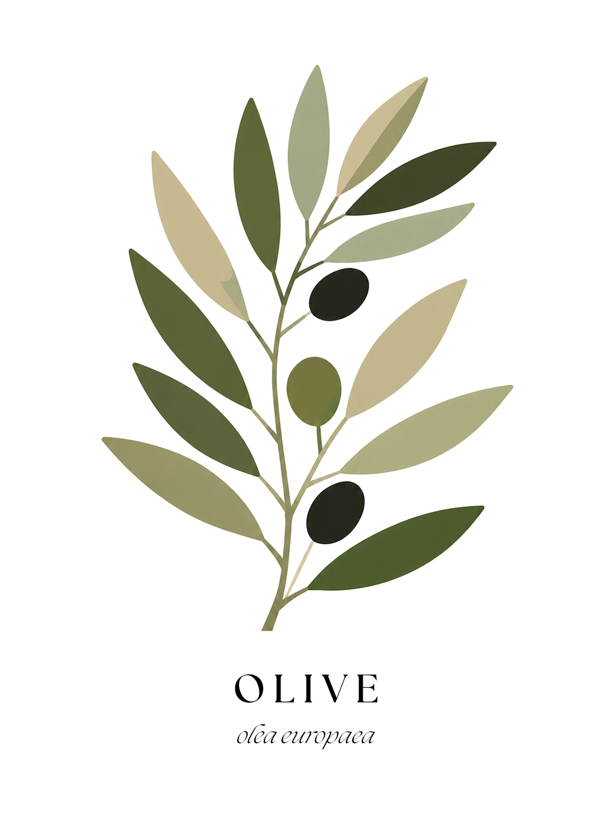 Botanical Studies – Olive