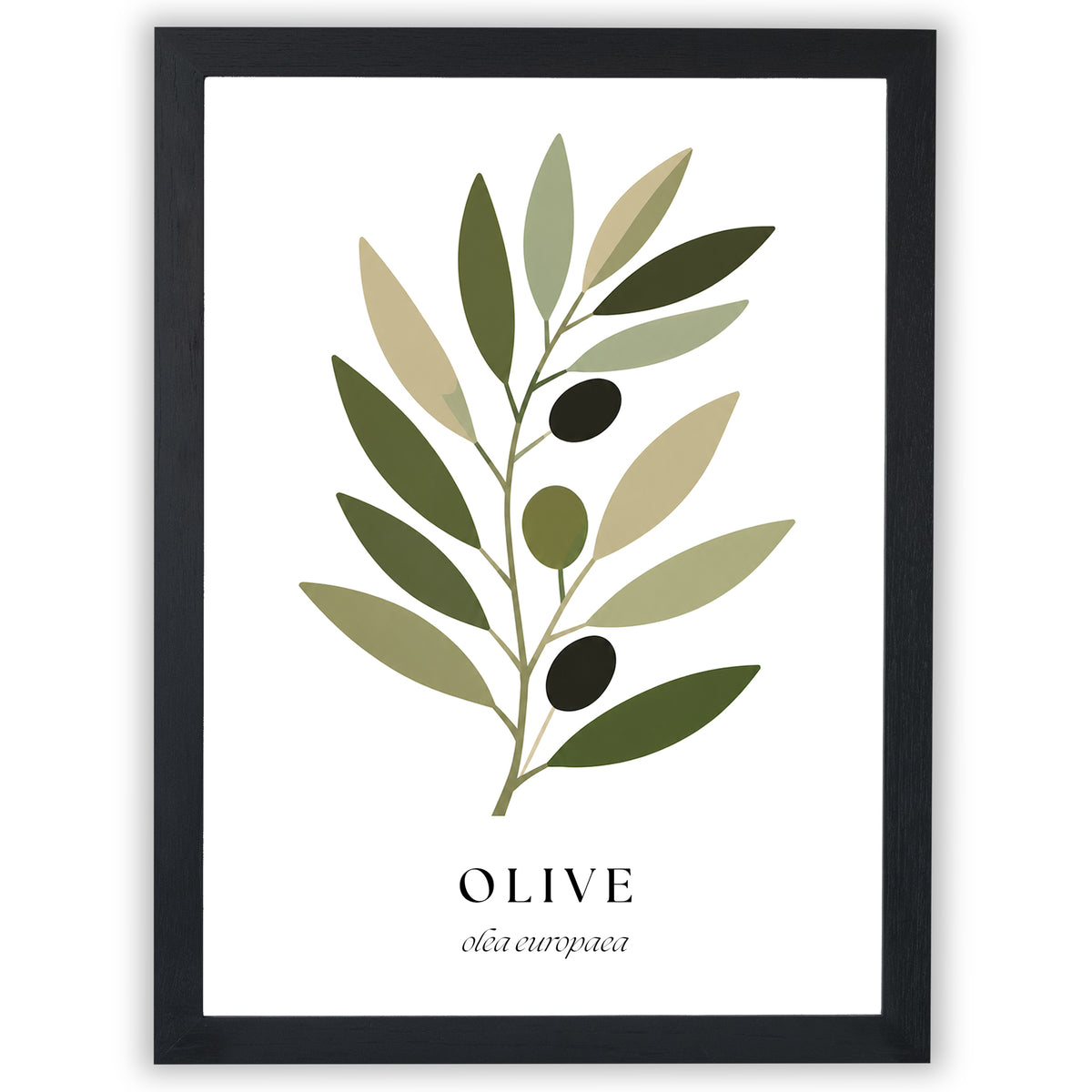 Botanical Studies – Olive