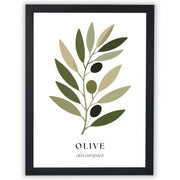 Botanical Studies – Olive