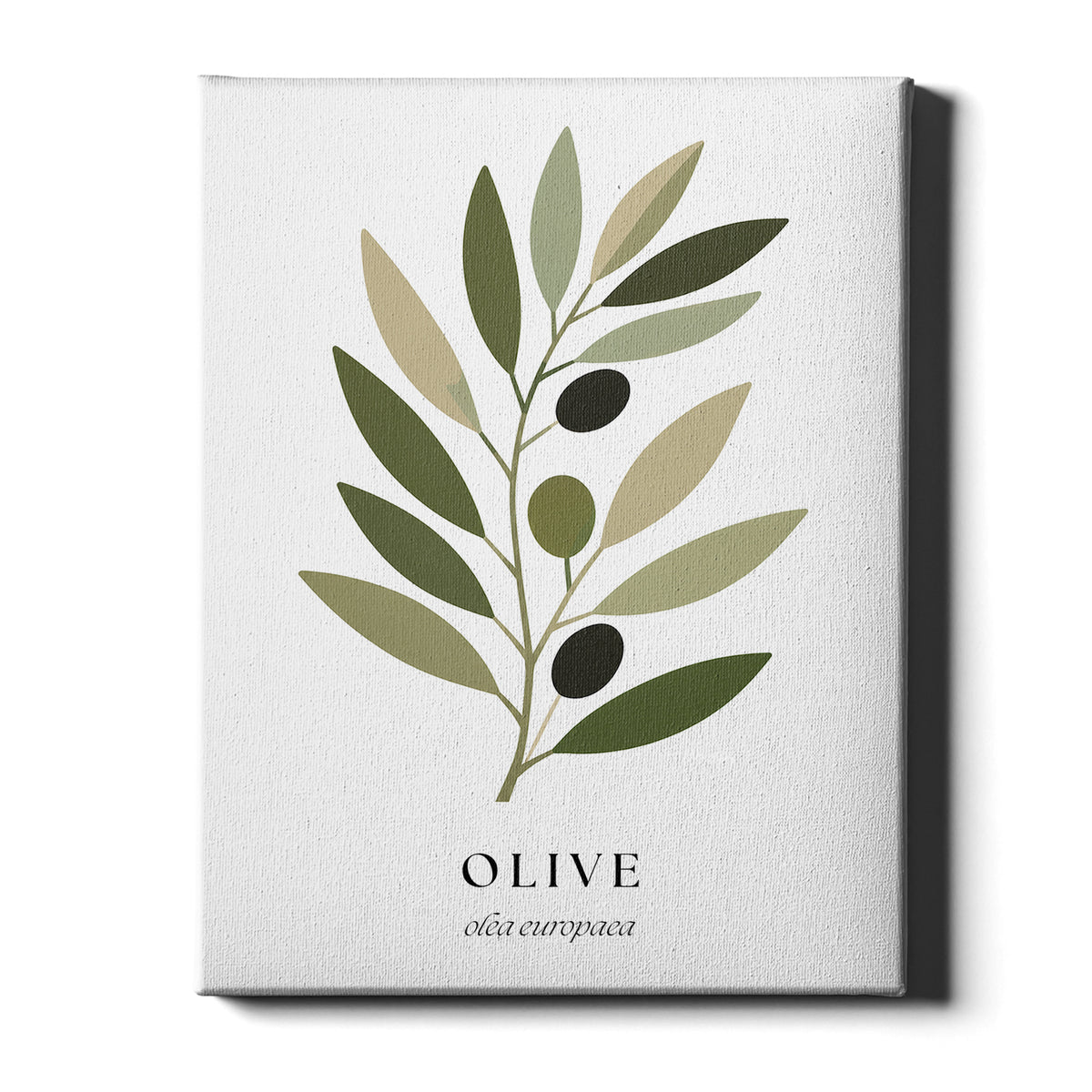Botanical Studies – Olive