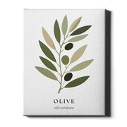 Botanical Studies – Olive