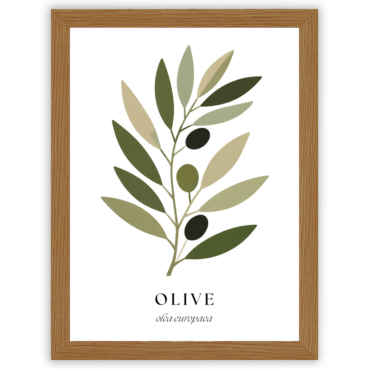Botanical Studies – Olive