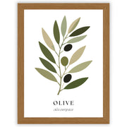 Botanical Studies – Olive