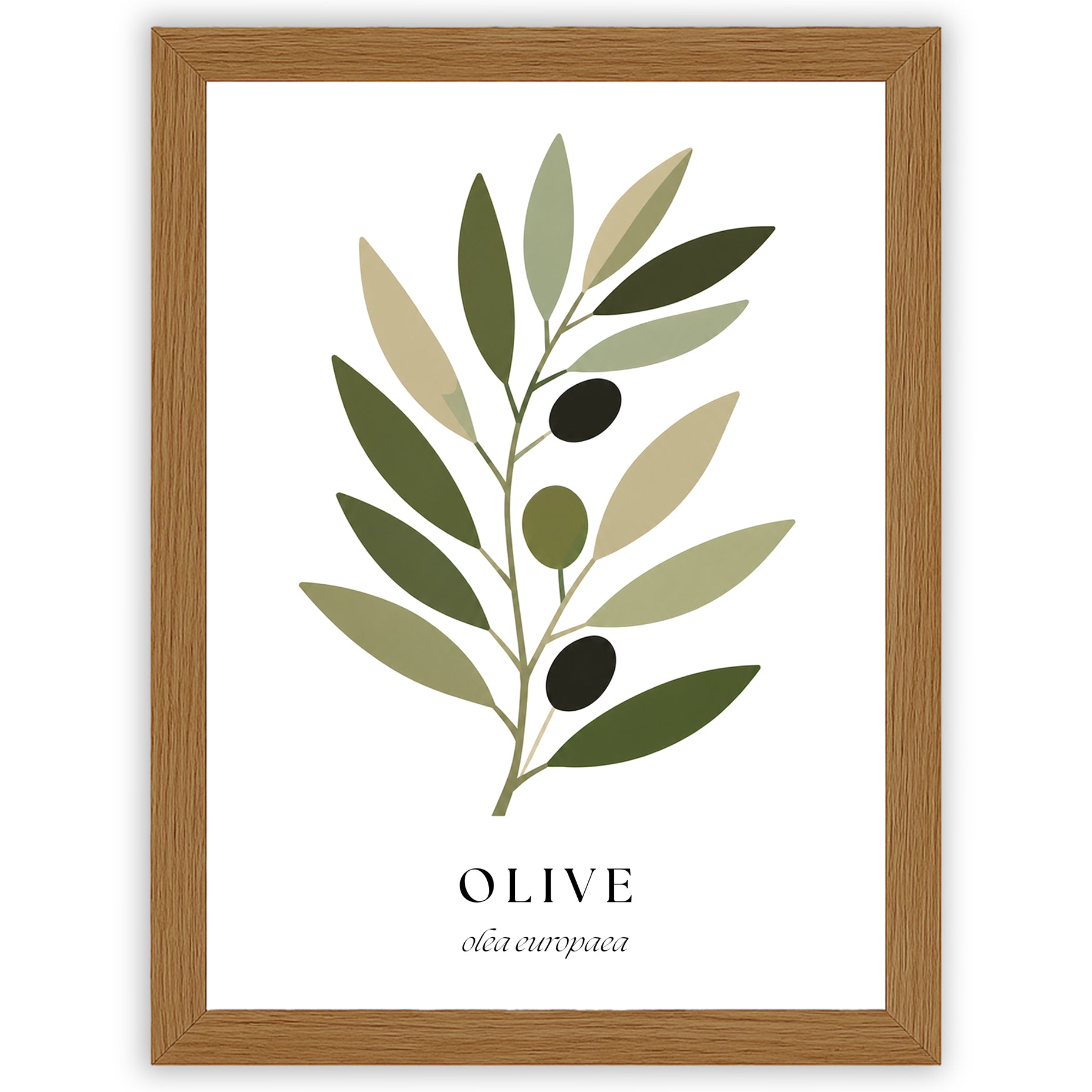 Botanical Studies – Olive