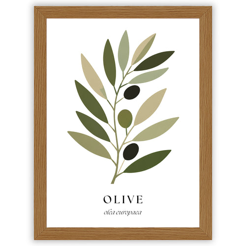 Botanical Studies – Olive