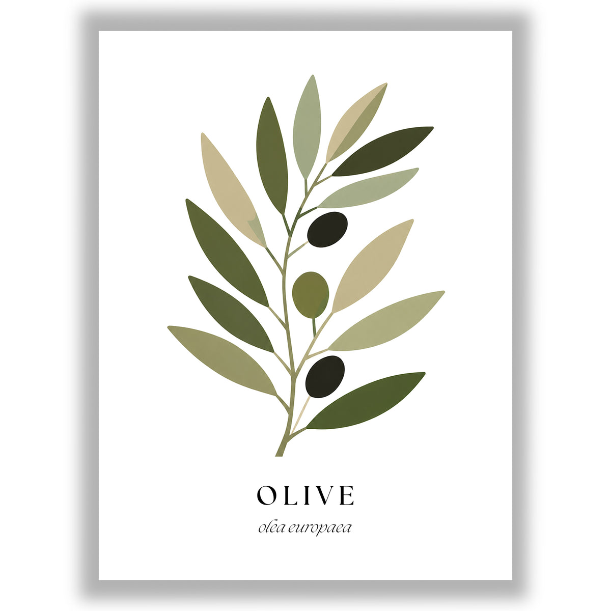Botanical Studies – Olive