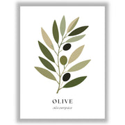 Botanical Studies – Olive