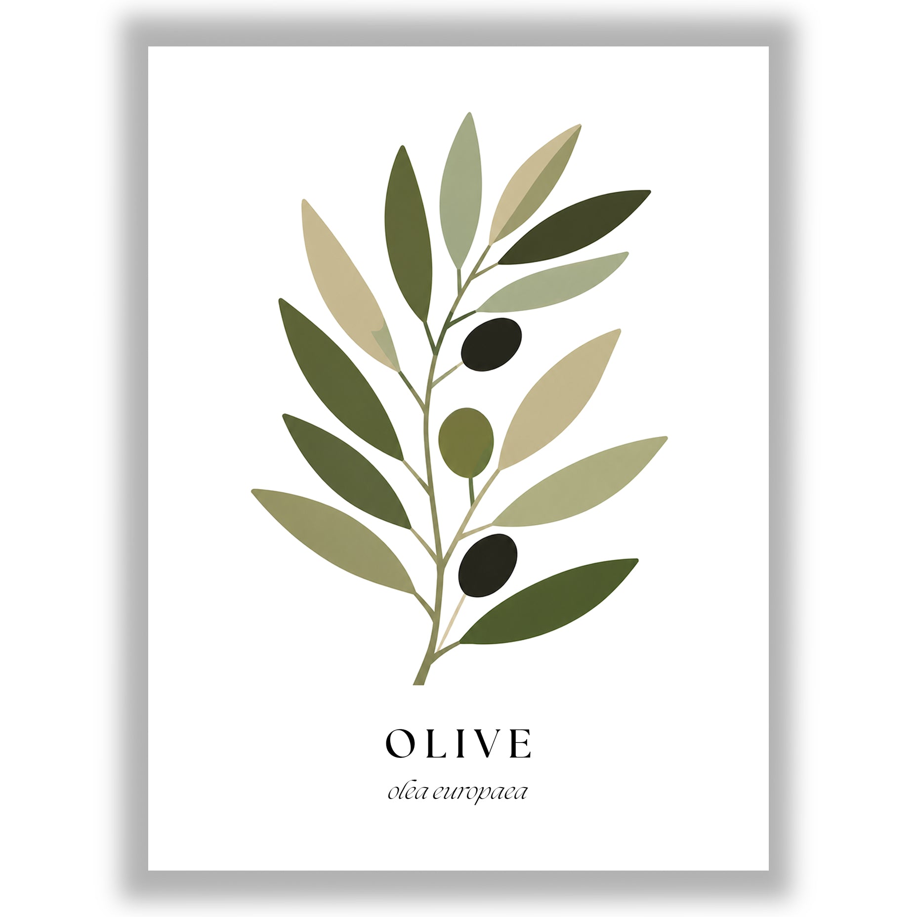 Botanical Studies – Olive