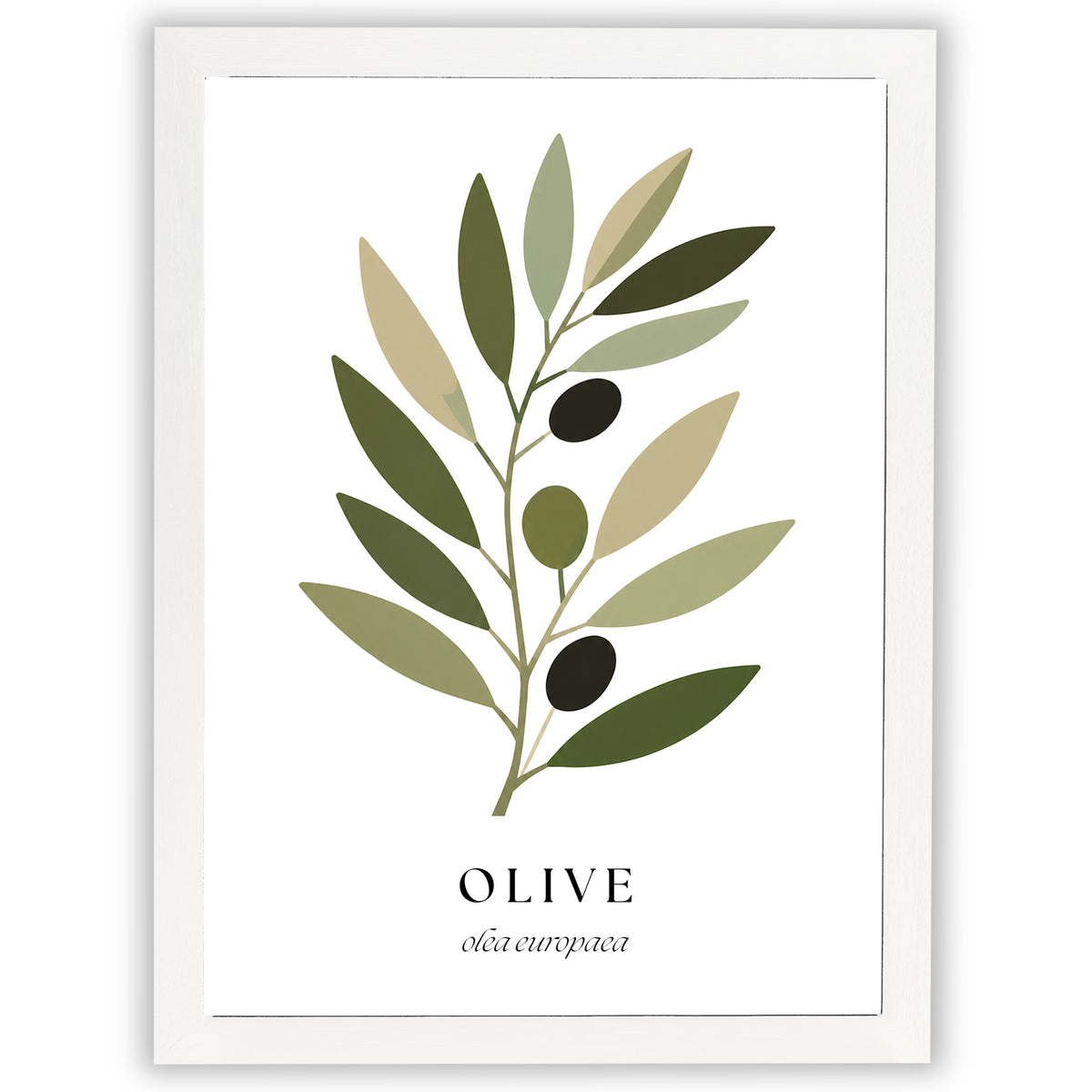 Botanical Studies – Olive