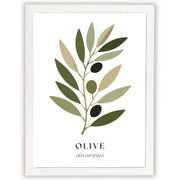 Botanical Studies – Olive
