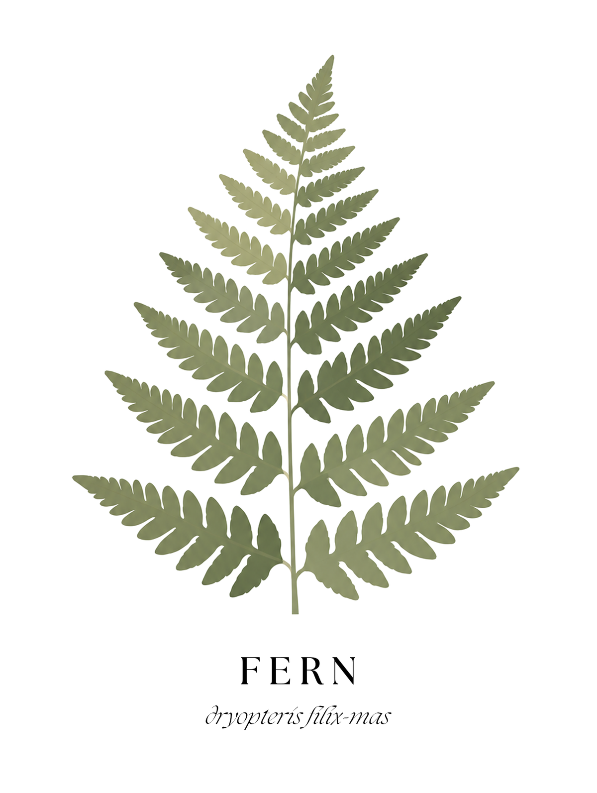 Botanical Studies – Fern