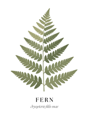 Botanical Studies – Fern