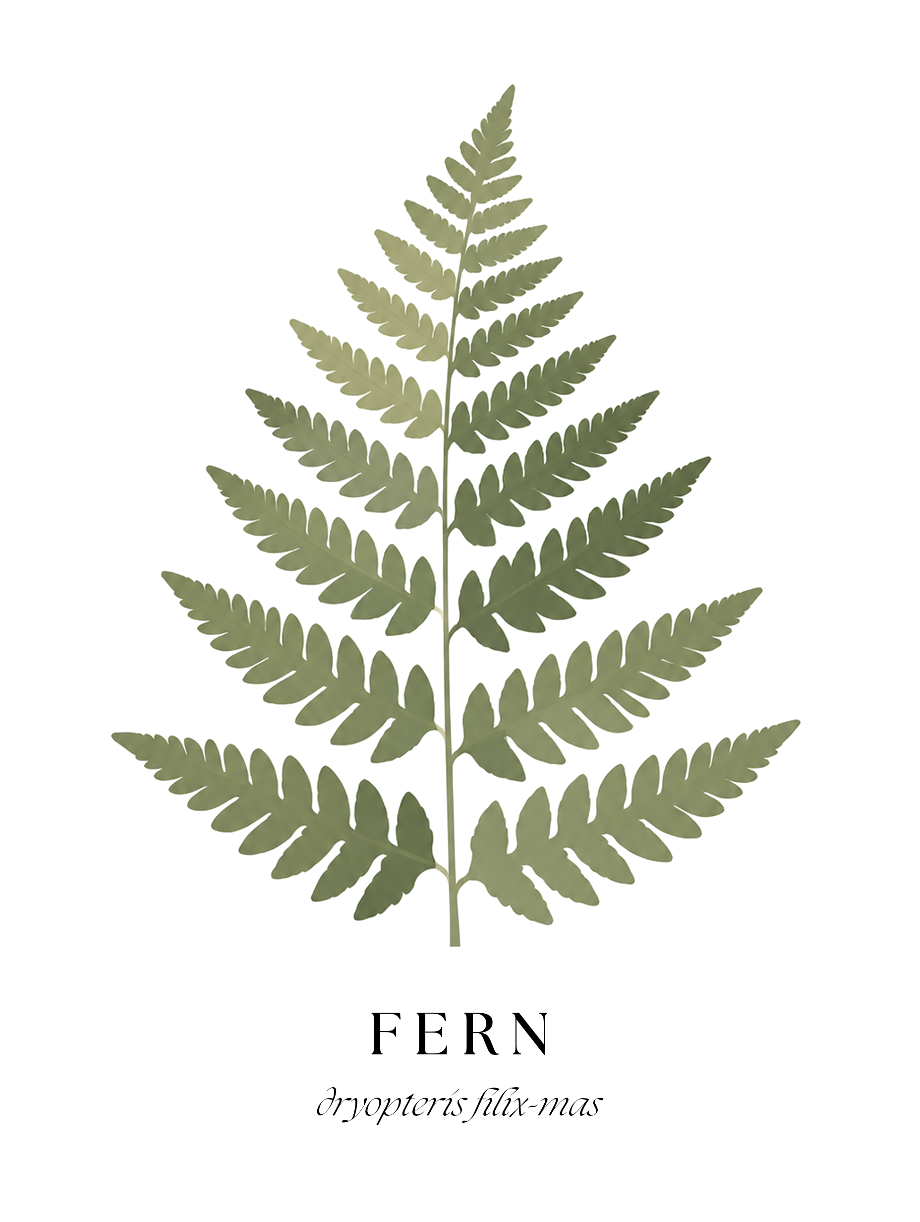 Botanical Studies – Fern
