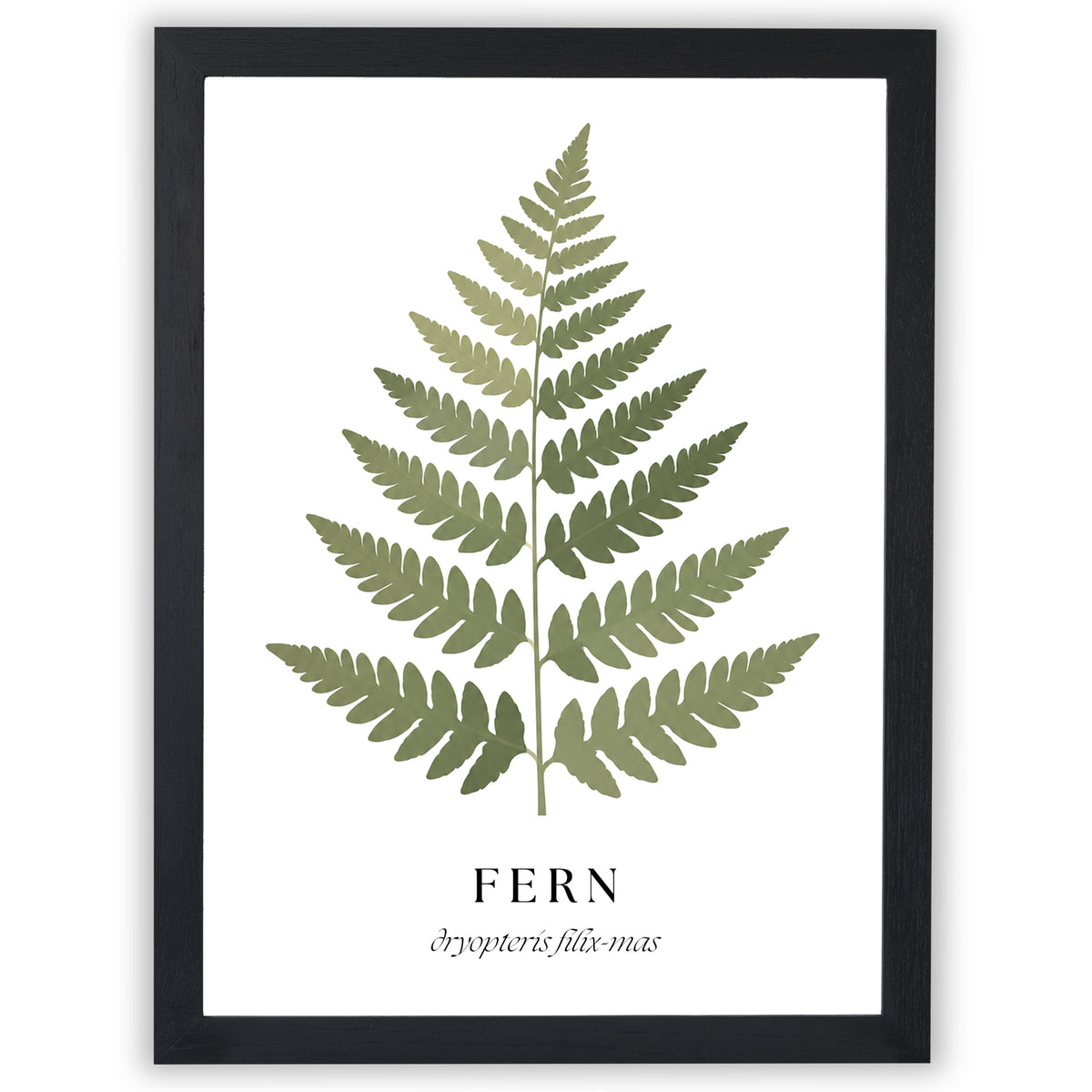 Botanical Studies – Fern