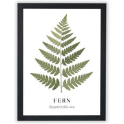 Botanical Studies – Fern