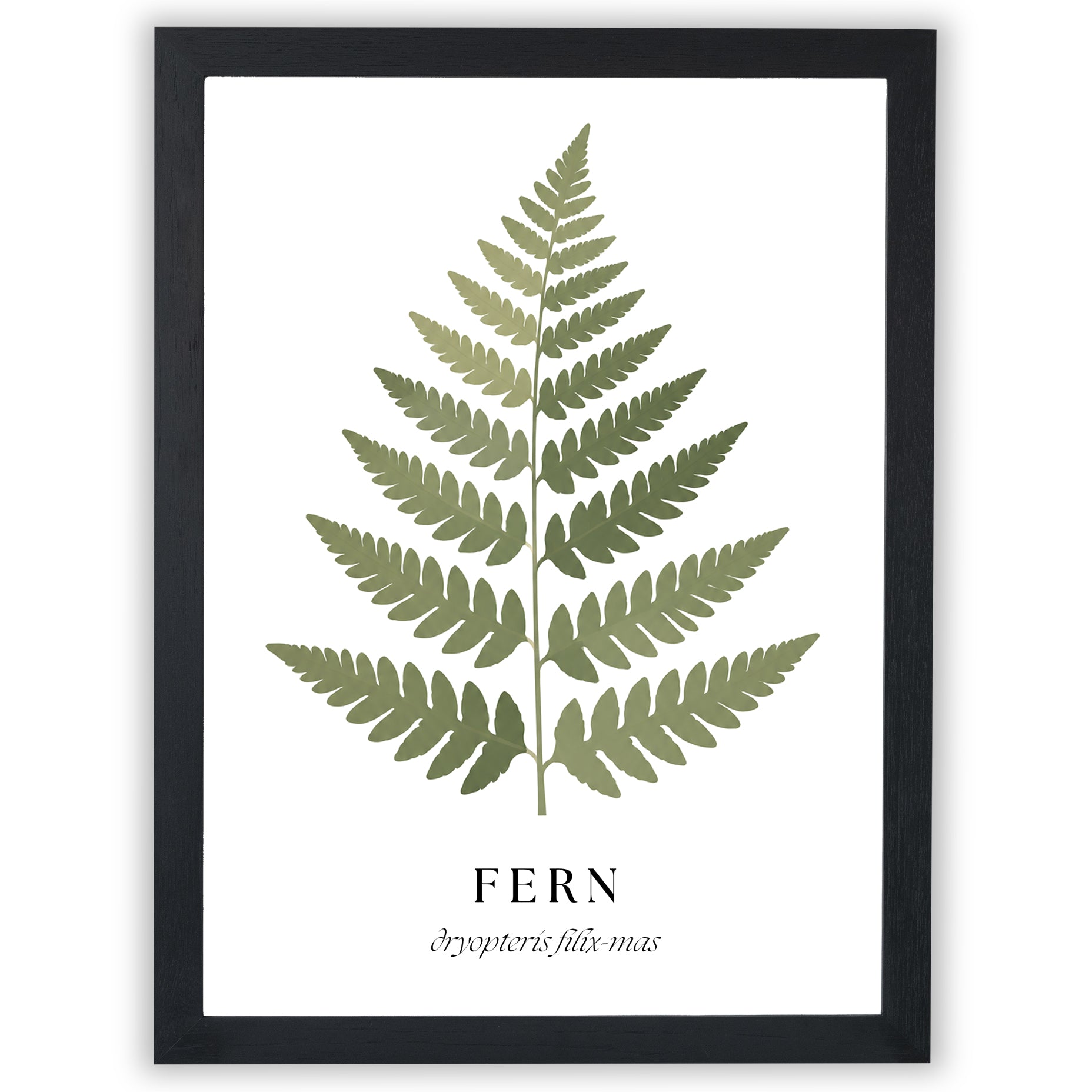 Botanical Studies – Fern