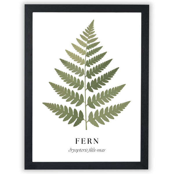 Botanical Studies – Fern