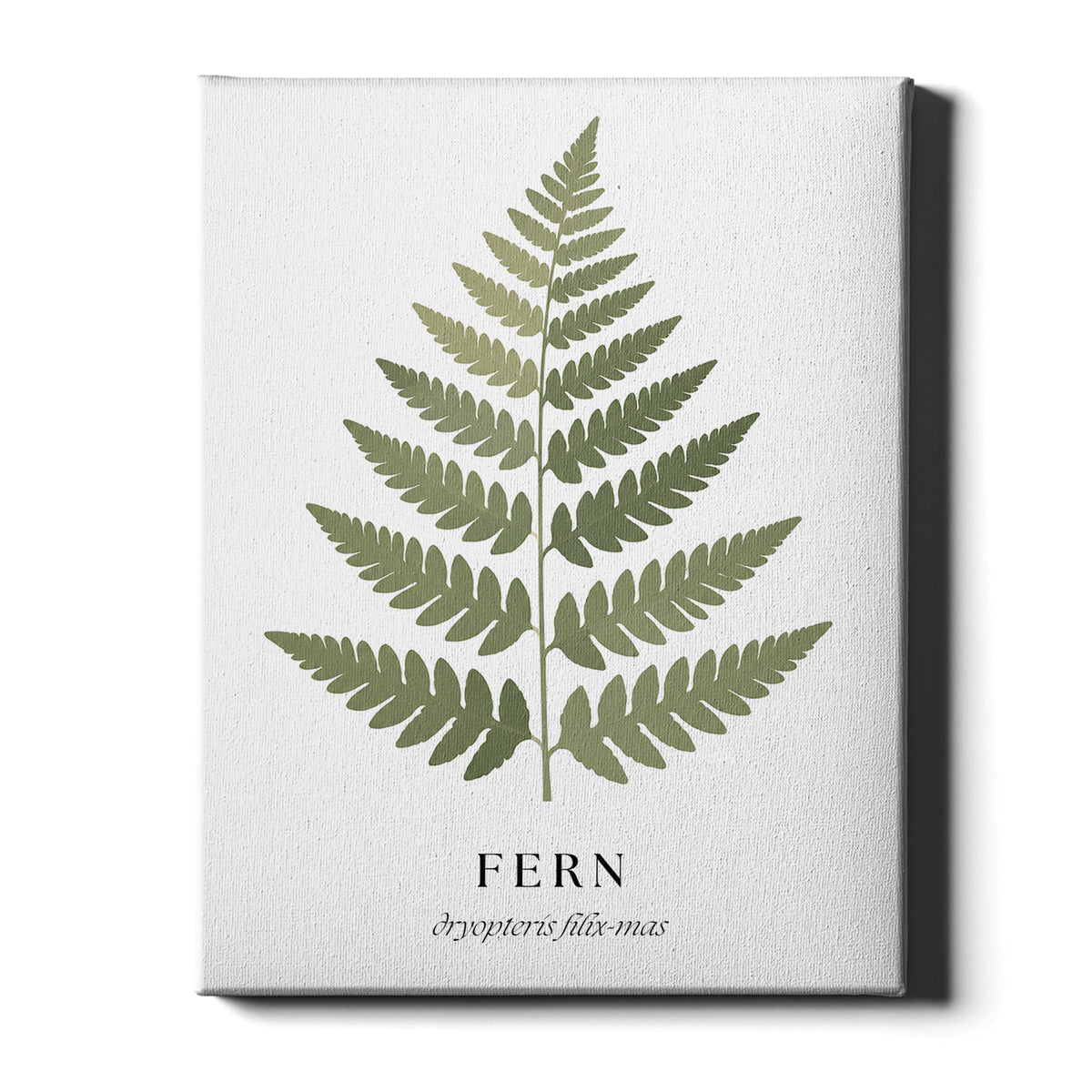 Botanical Studies – Fern