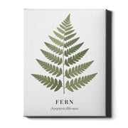 Botanical Studies – Fern