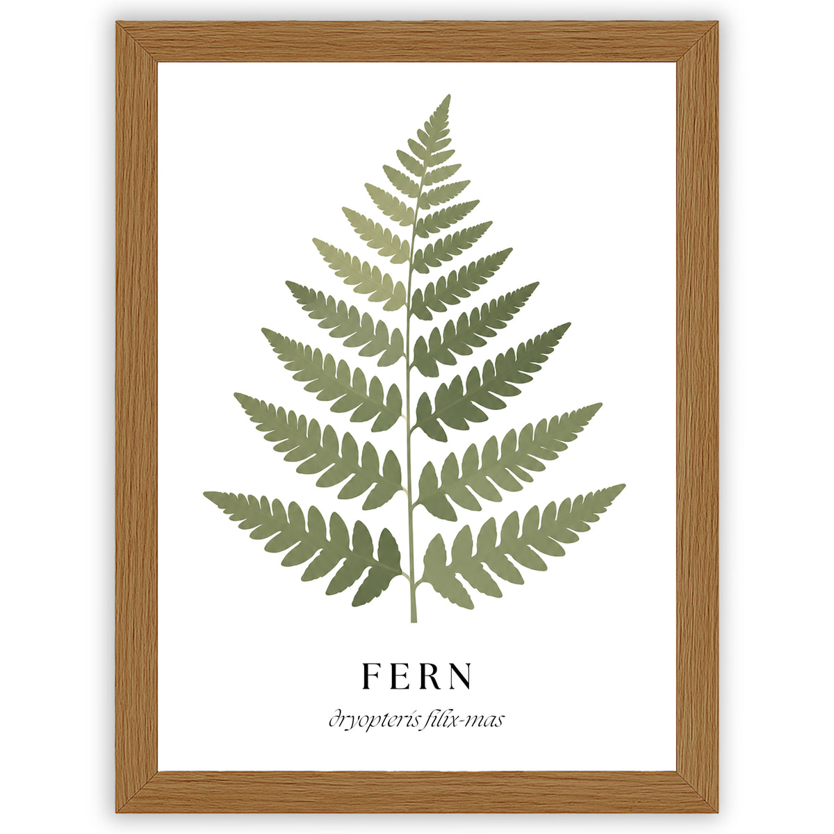 Botanical Studies – Fern