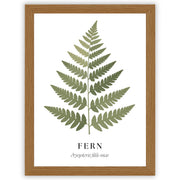 Botanical Studies – Fern