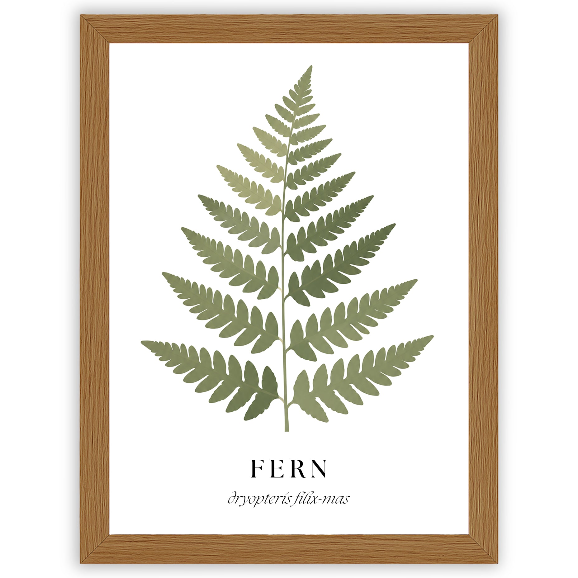 Botanical Studies – Fern