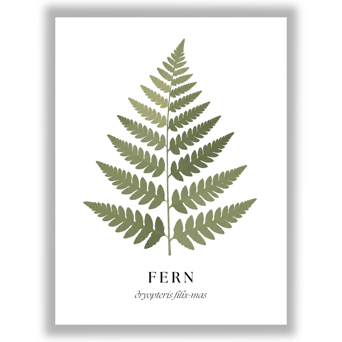 Botanical Studies – Fern
