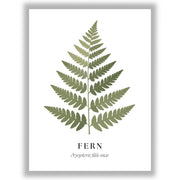 Botanical Studies – Fern