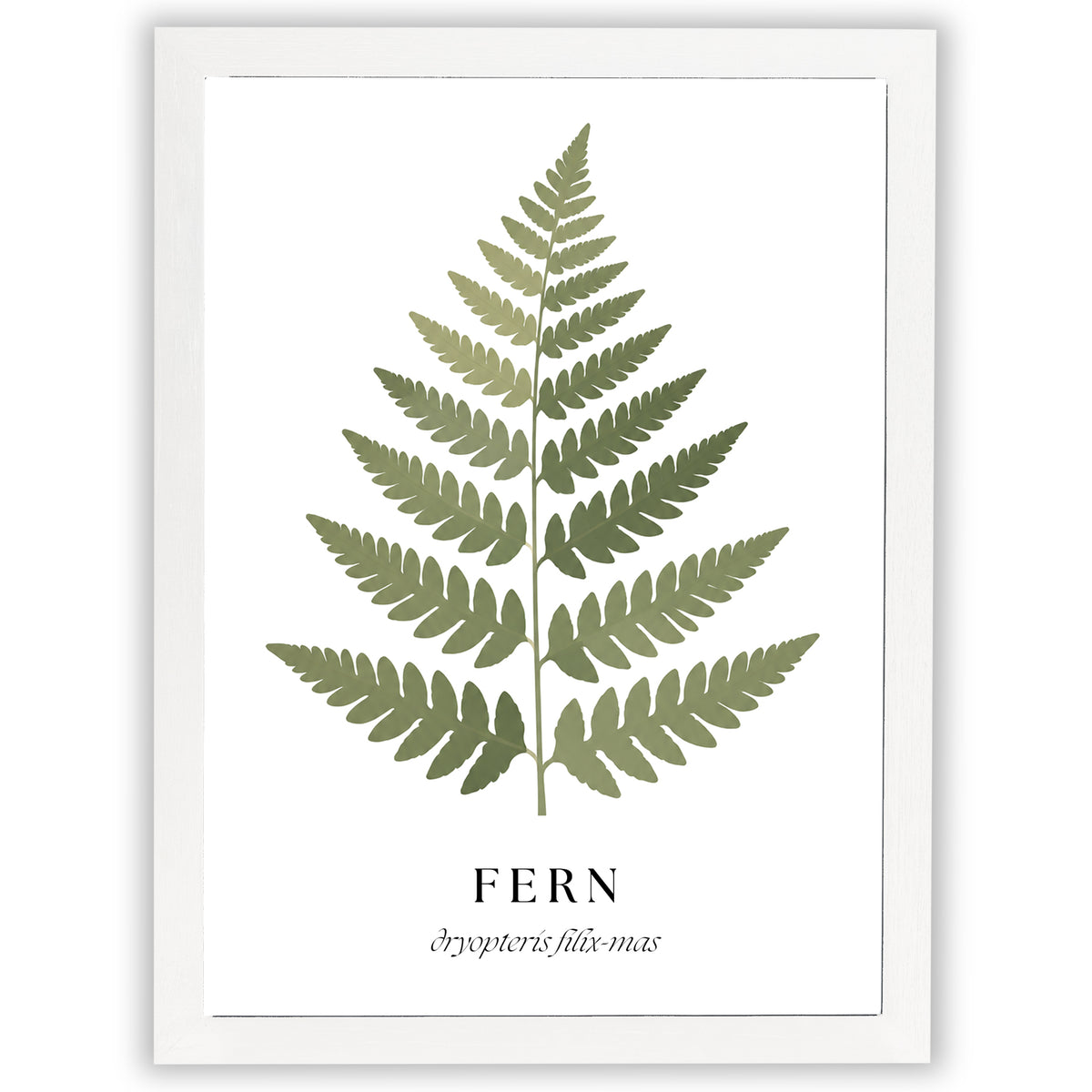 Botanical Studies – Fern