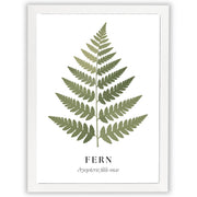 Botanical Studies – Fern