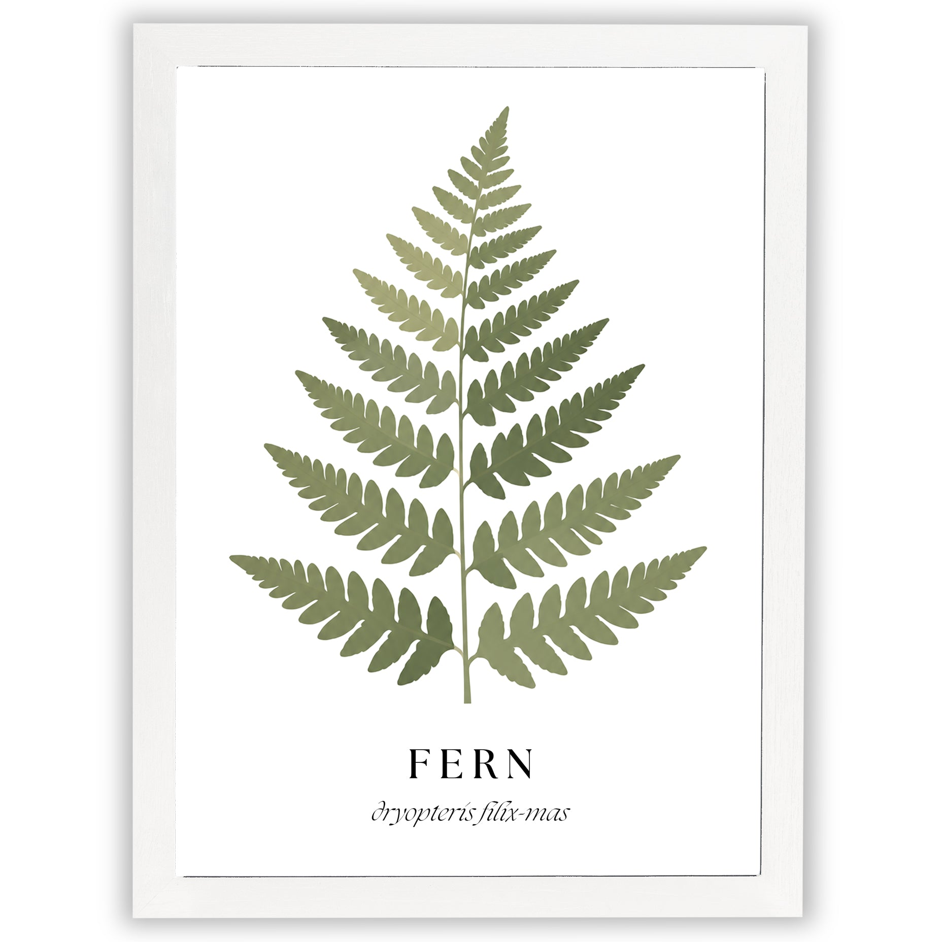 Botanical Studies – Fern