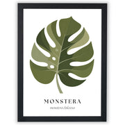 Botanical Studies – Monstera